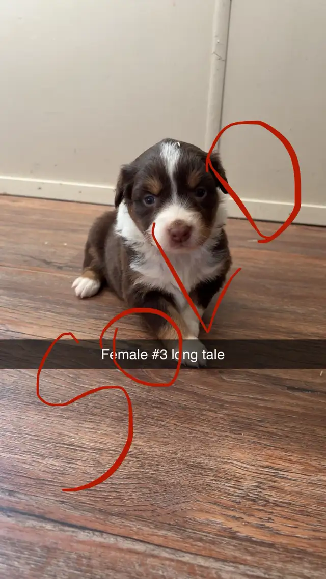 Australian shepherd in Dogs & Puppies for Rehoming in Edmonton - Image 8