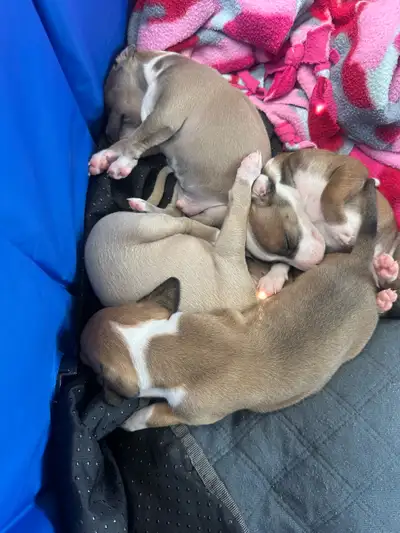Purebred Italian Greyhound Puppies, View more