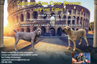 Beautiful ICCF registered Cane Corso Puppies!