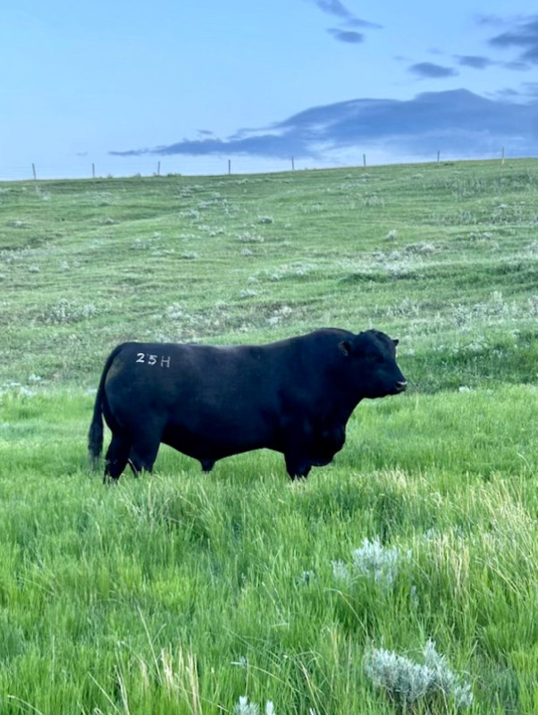 Registered Black Angus Bulls in Livestock in Swift Current