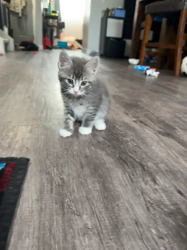 4 Kittens