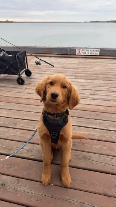 Golden Doodle, View more