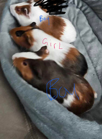 Guinea pigs for sale with big cage! 416-705-3540