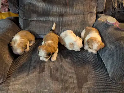 Morkies puppies ready to go dec 30, View more