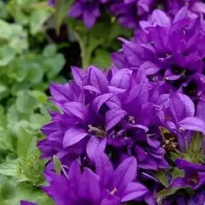 Purple campanula seeds, 10 grams for $6, a few available, View more