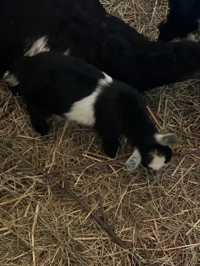 registered ND buckling in Livestock in Moncton - Image 4