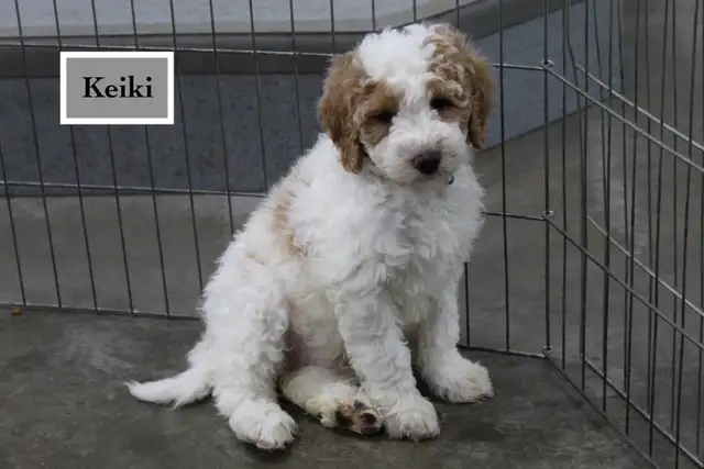 WAVENY GOLDENS - F1b Mini Goldendoodles in Dogs & Puppies for Rehoming in Strathcona County - Image 3
