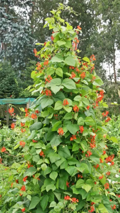 Scarlet Runner Vine seeds (beans) -  30 for $5  , View more