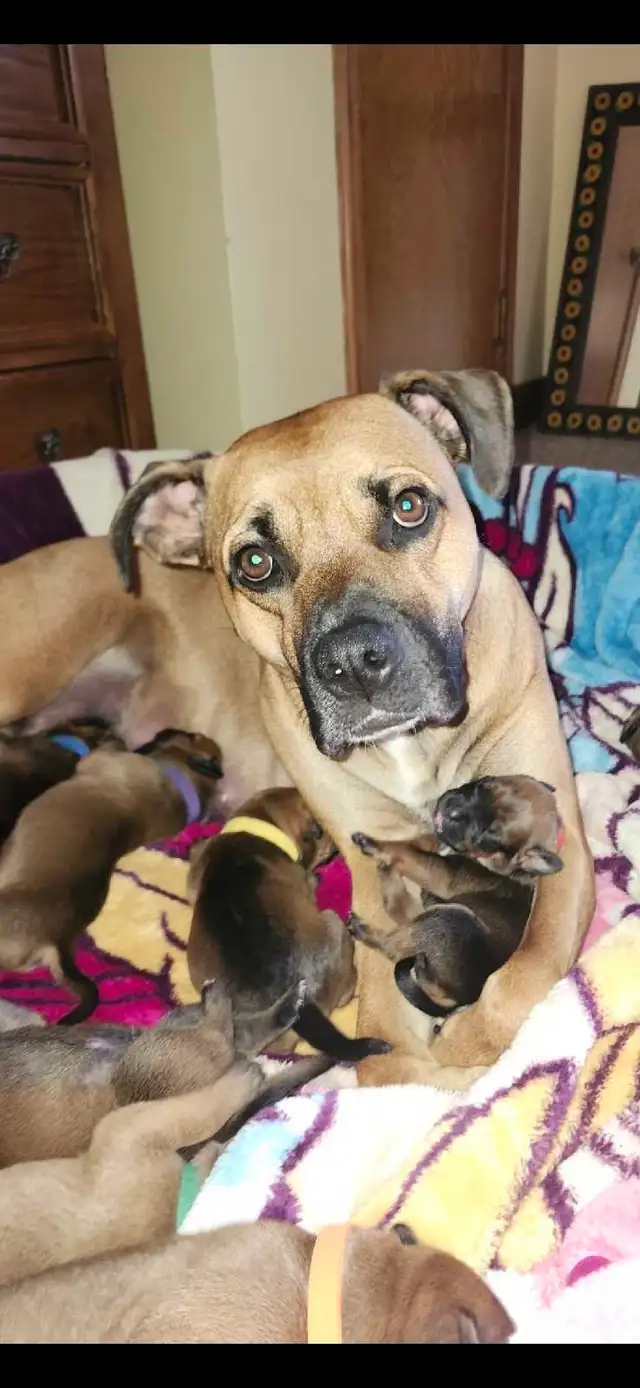Bullmastiff,  Presa Canario, Pit Mix Puppies in Dogs & Puppies for Rehoming in Leamington - Image 7