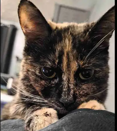 cat for adoption , View more