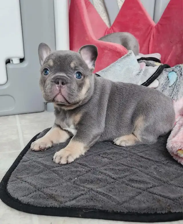 Pawdorabulls French Bulldogs - coming July 6 and July 9!!!! in Dogs & Puppies for Rehoming in Ottawa - Image 7