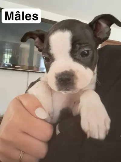 Voici un adorable bébé Boston Terrier chien, prêt à apporter joie et énergie à votre foyer. Ce petit...