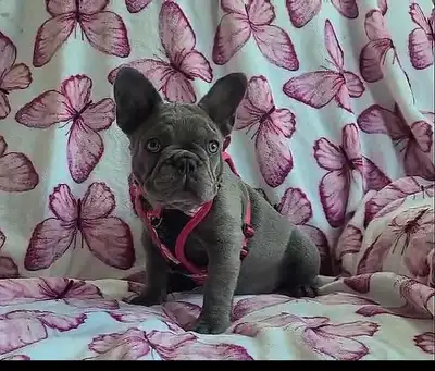 13 week old French Bulldog Puppy, View more