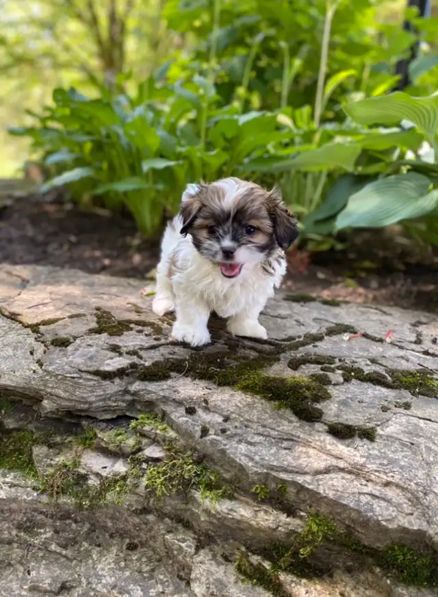 Snuggly Malshi puppies in Dogs & Puppies for Rehoming in Kitchener / Waterloo - Image 3