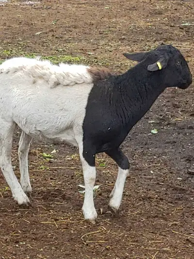 Dorper Sheep, View more