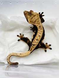 Proven Female Crested Gecko (Northern Gecko Lineage)