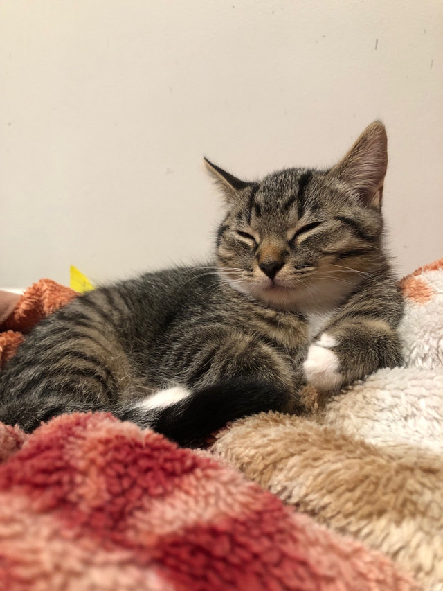 Adorable Male Kitten for Adoption in Cats & Kittens for Rehoming in Kitchener / Waterloo - Image 2