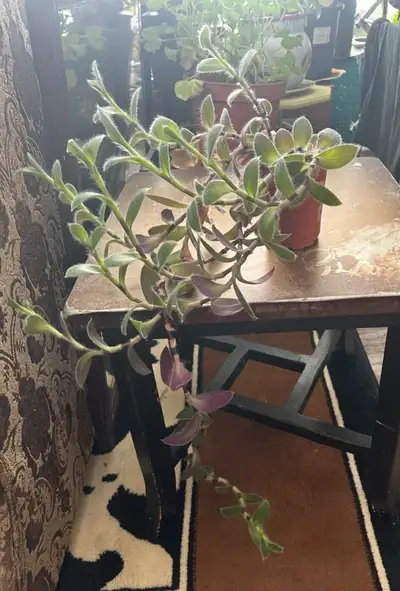 Fuzzy Wandering Jew Plant in orange pot, View more