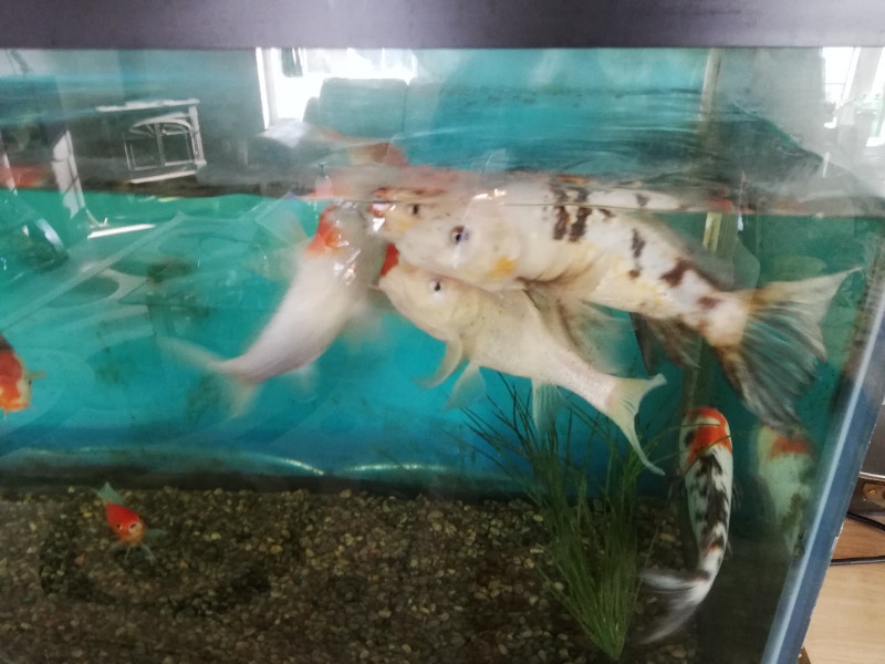 180 gallons aquarium and koi Fish for Rehoming Peterborough Kijiji
