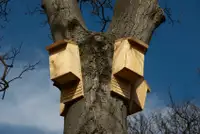 Looking for someone to build me a giant bat box