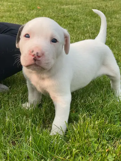 * CaneCorso mix! * Ready to go Canada Day July 1st!! * 4 males left !!! * Come visit anytime and che...