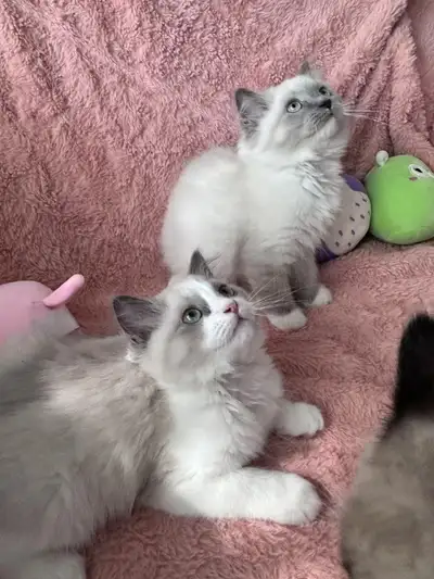 Purebred Ragdoll Kittens Ready for Adoption, View more