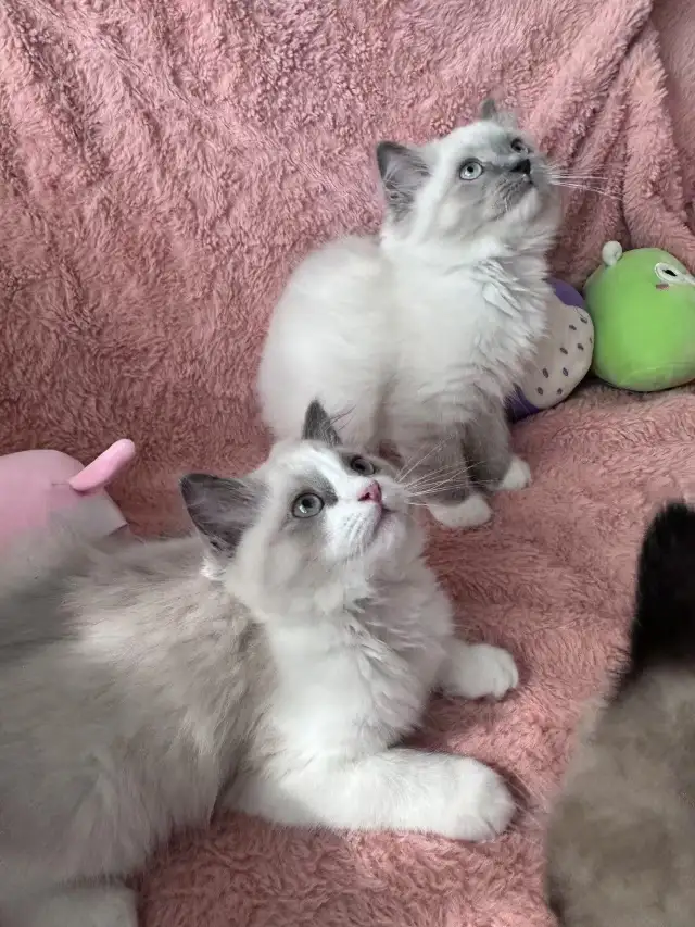 Purebred Ragdoll Kittens seal point  in Cats & Kittens for Rehoming in City of Montréal - Image 5