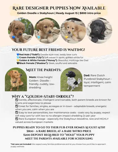 Only 2 left as of Oct 11/25 Gentle, healthy, and easily trainable puppies. Almost fully house traine...