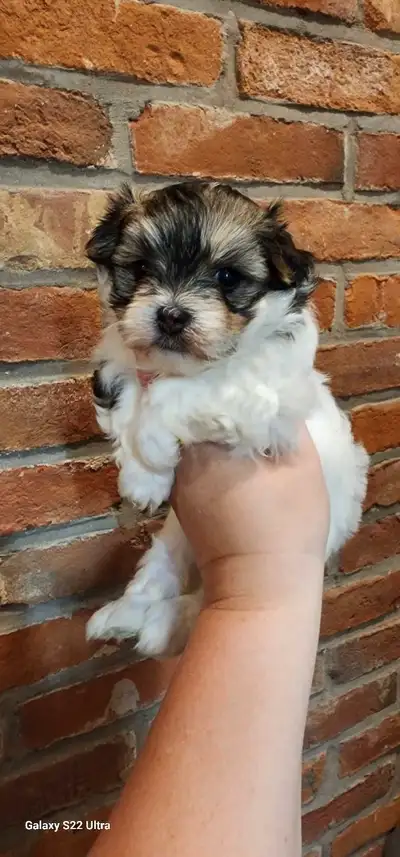 CKC registered Havanese puppies, View more