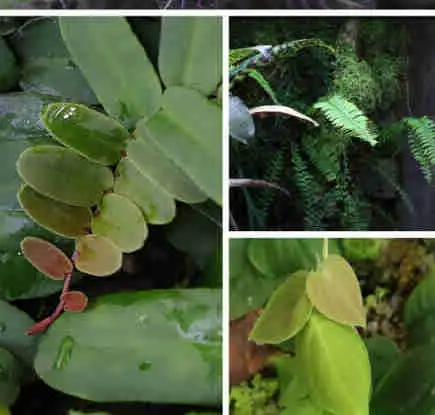 Vivarium plants in Reptiles & Amphibians for Rehoming in North Shore - Image 2