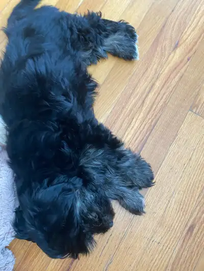 one male morkie puppy, View more