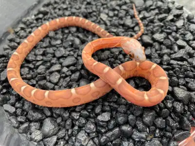 Yearling scaleless Cornsnakes, View more