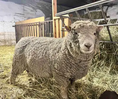 Registered babydoll ram (proven), View more