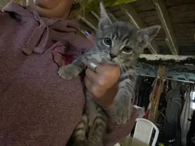 Adorable long haired kitten.Grey male dewormed.