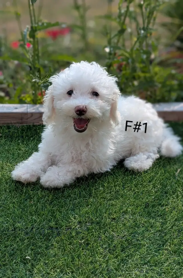 Bichonpoo puppies in Dogs & Puppies for Rehoming in Barrie - Image 2
