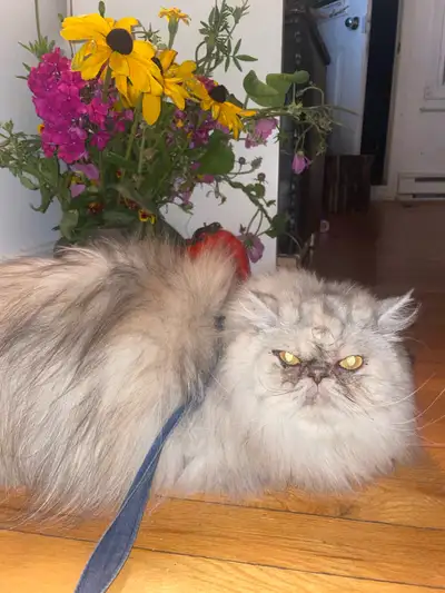 chatte persane dégriffée 3 ans, View more