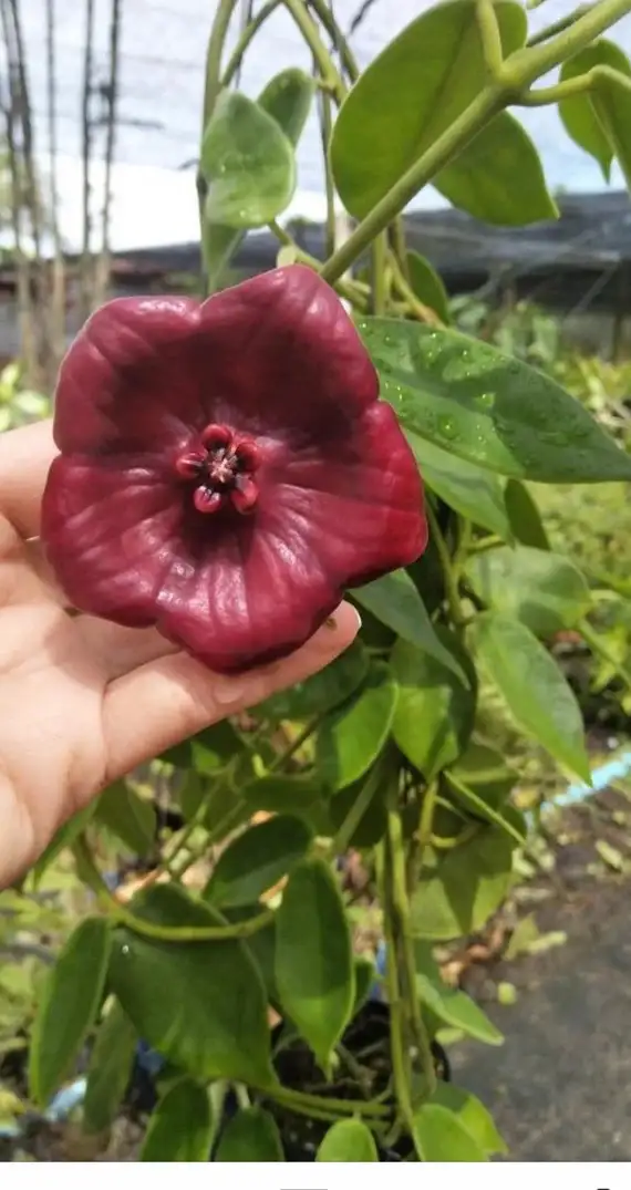 Hoya gigas  plant in Plants, Fertilizer & Soil in City of Toronto - Image 3