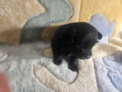 Bonjour à vous nous sommes des petits caniche x pomeranian qui se cherche une famille pour la vie et...