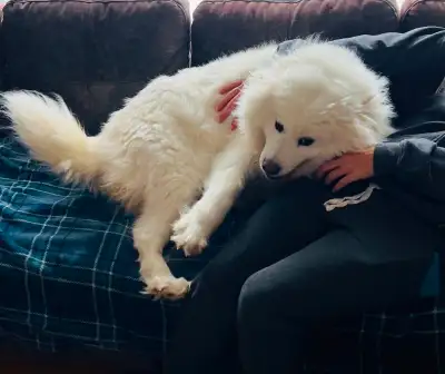 THREE YEAR OLD PURE SAMOYED DOG LOOKING FOR A LOVING HOME, View more