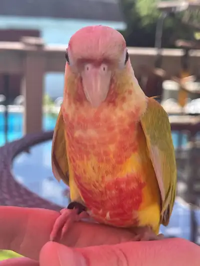 Meet this beautiful high-red dilute greencheek conure baby, a delightful and colourful companion rea...