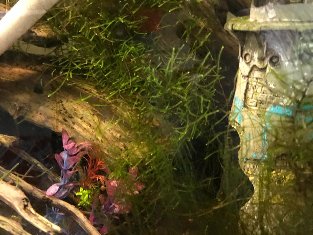 moss and Riccia fluitans in Fish for Rehoming in Ottawa - Image 2