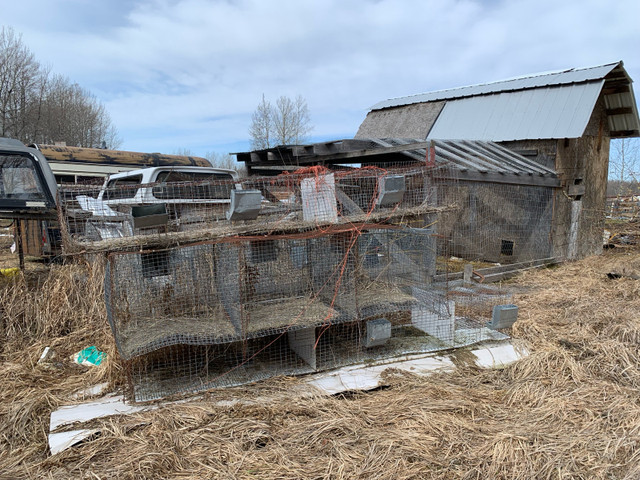 Rabbit cages and extras in Small Animals for Rehoming in Edmonton - Image 3