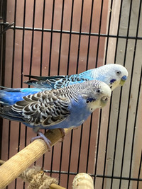 Breeding Budgies with 4eggs and cage with breeding box included