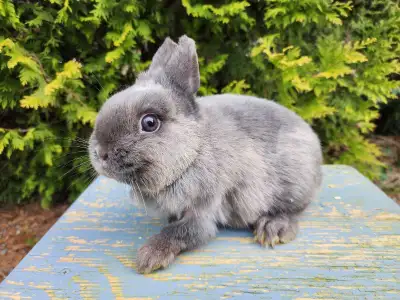 Purebred Netherland dwarf breeding doe, View more