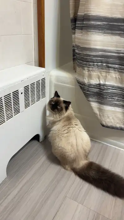 Loving purebred 8 month old seal point Himalayan male very sweet and cuddly I really didnt want to s...