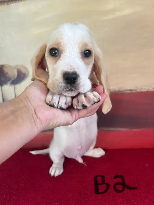 Basset Hound Pups Pure Bred in Dogs & Puppies for Rehoming in Edmonton - Image 6
