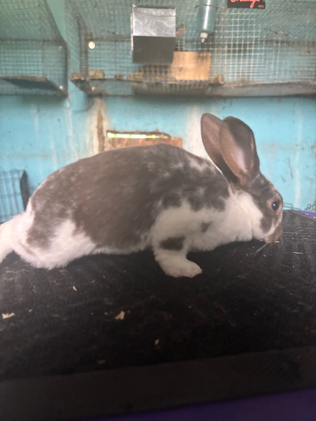 rex bunnies in Small Animals for Rehoming in Sudbury - Image 3