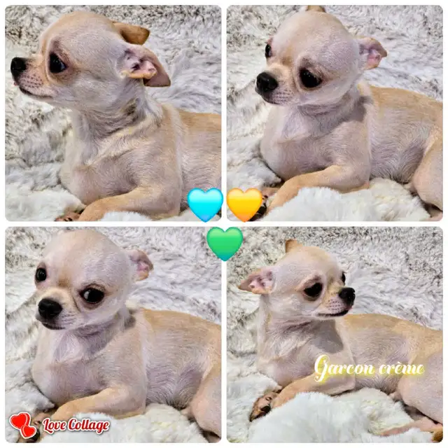 CHIHUAHUA MALE/2FEMELLE DÉNIERE PORTÉ D QUALITÉ/2 FRENCHTON MALE in Dogs & Puppies for Rehoming in City of Montréal - Image 6