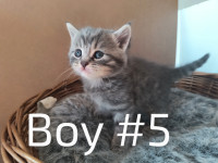 6 kittens (Russian Blue x maincoon x medium hair )