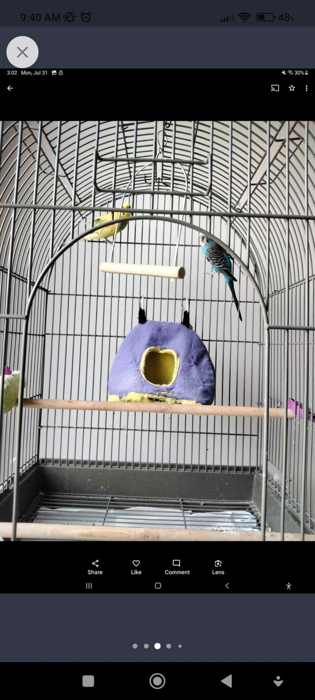 Birdcage with a pair of budgies and food  in Birds for Rehoming in Oakville / Halton Region - Image 3